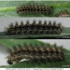 melit phoebe larva5 volg3
